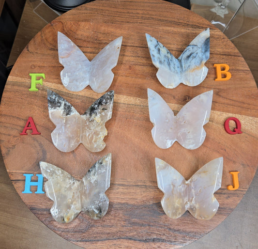 Pink Plume Butterfly