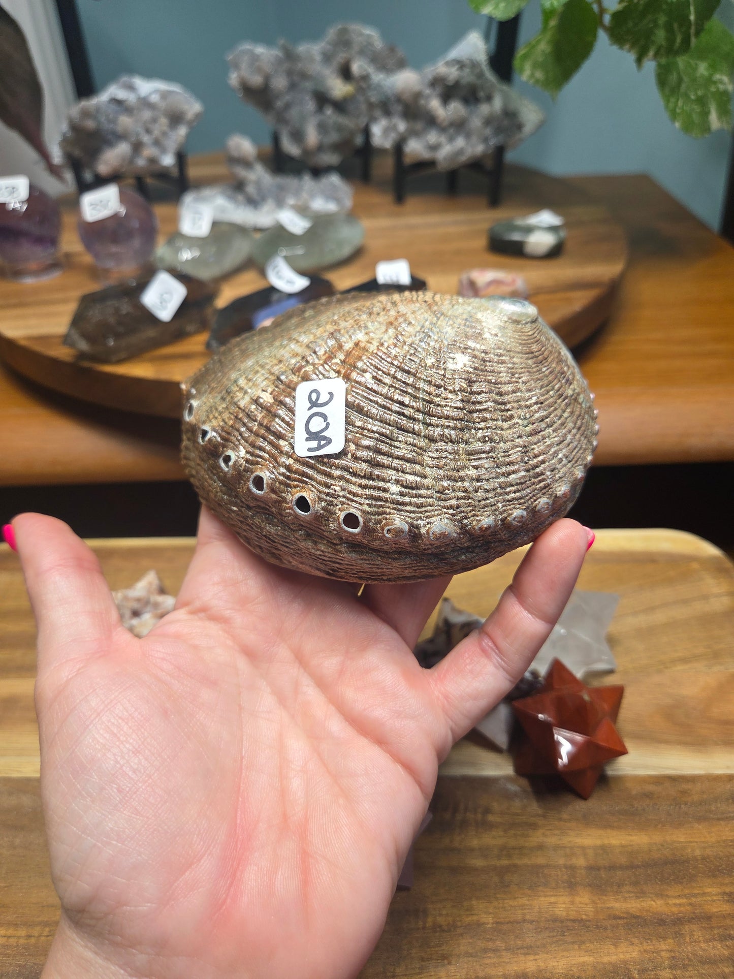 Abalone Shell Bowl