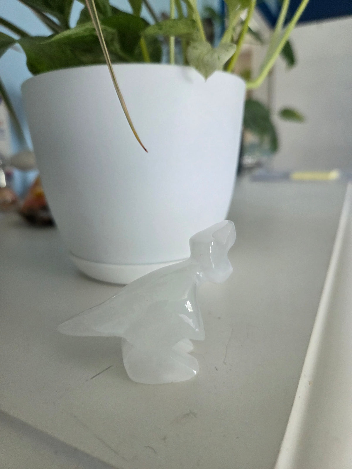Dino (onyx)(O)